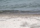 Black-bellied Plover (19)