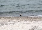 Black-bellied Plover (20)