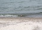 Black-bellied Plover (21)