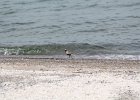 Black-bellied Plover (22)