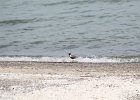 Black-bellied Plover (23)