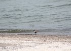 Black-bellied Plover (24)