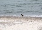 Black-bellied Plover (25)