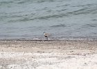 Black-bellied Plover (26)