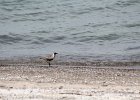 Black-bellied Plover (27)
