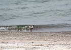 Black-bellied Plover (28)