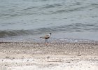 Black-bellied Plover (29)