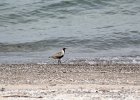 Black-bellied Plover (31)