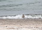 Black-bellied Plover (32)