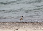 Black-bellied Plover (33)