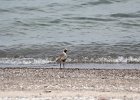 Black-bellied Plover (34)