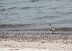 Black-bellied Plover (35)
