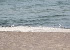 Black-bellied Plover (36)
