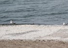 Black-bellied Plover (37)