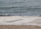 Black-bellied Plover (38)