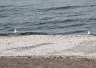 Black-bellied Plover (39)