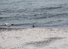 Black-bellied Plover (40)