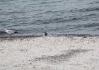 Black-bellied Plover (41)