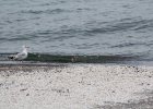 Black-bellied Plover (42)
