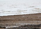 Black-bellied Plover (43)