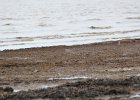 Black-bellied Plover (44)