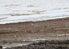 Black-bellied Plover (45)