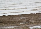 Black-bellied Plover (46)