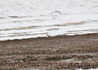Black-bellied Plover (47)