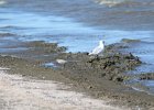 Black-bellied Plover (48)