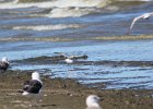 Black-bellied Plover (51)