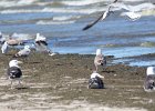 Black-bellied Plover (52)