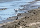 Black-bellied Plover (53)