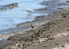 Black-bellied Plover (54)