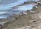 Black-bellied Plover (56)