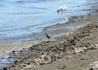 Black-bellied Plover (57)