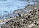 Black-bellied Plover (58)