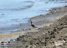 Black-bellied Plover (59)