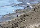 Black-bellied Plover (60)