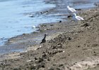 Black-bellied Plover (61)