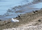 Black-bellied Plover (64)
