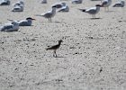 Black-bellied Plover (65)