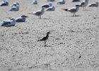Black-bellied Plover (66)