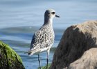 Black-bellied Plover (67)
