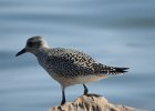 Black-bellied Plover (69)