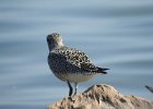 Black-bellied Plover (70)