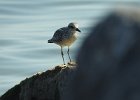 Black-bellied Plover (71)