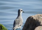 Black-bellied Plover (72)