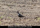 027 - 263 American Golden-Plover