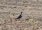 101American Golden Plover