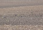 102American Golden Plover